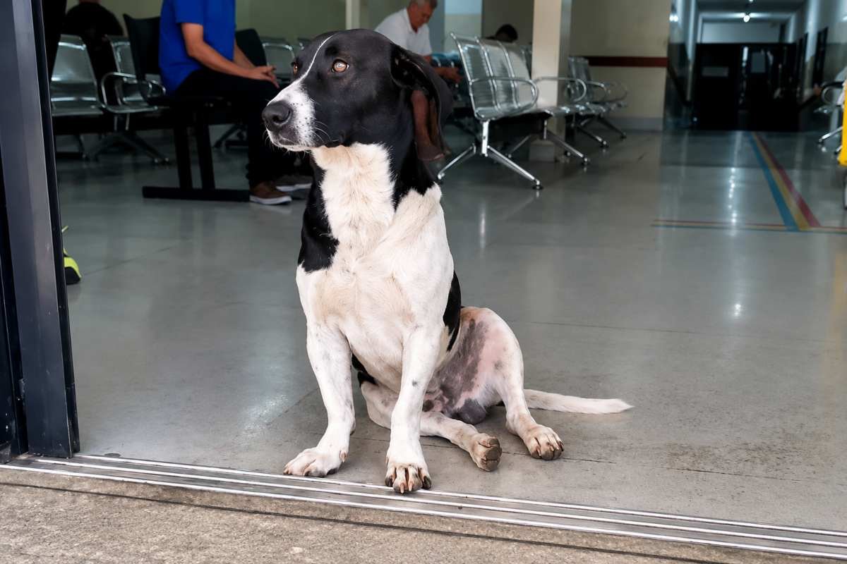Un cane aspetta il padrone per 14 giorni, ma non tornerà mai: la storia di Dipirona