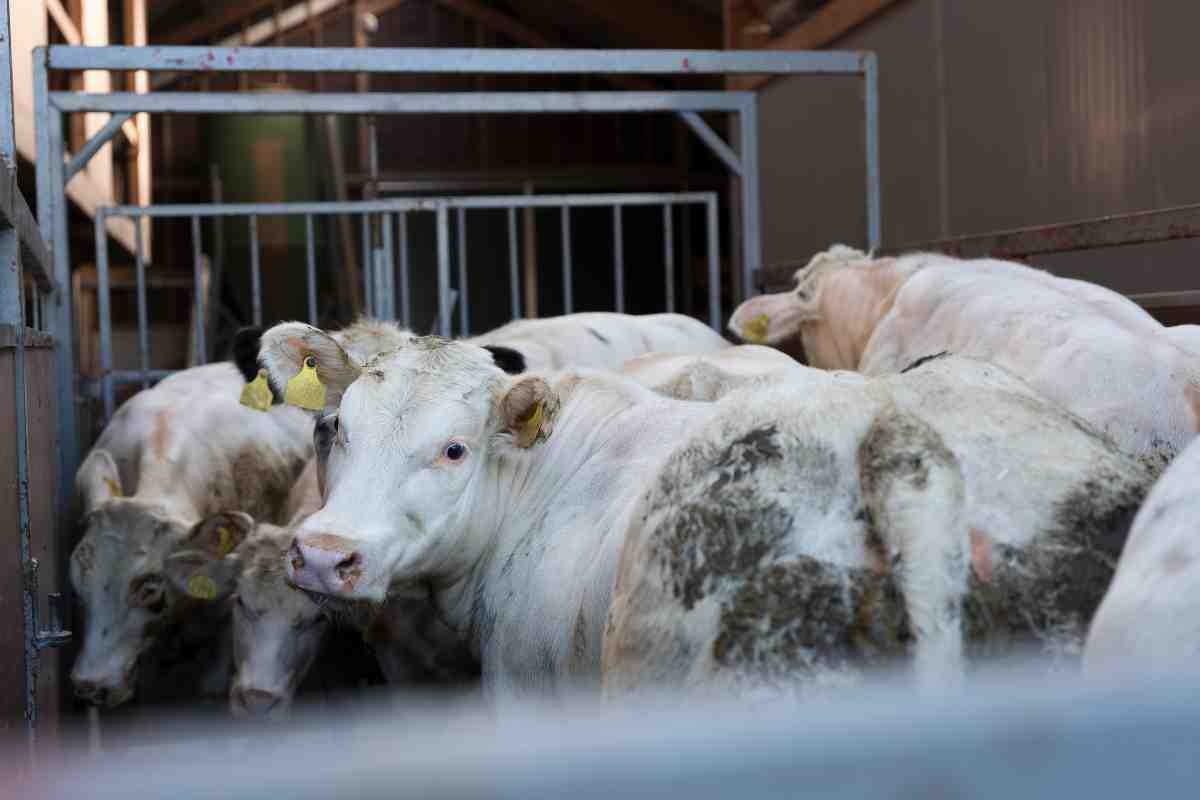 Brittany Ferries blocca trasporto di vitelli vivi: un passo avanti per il benessere animale