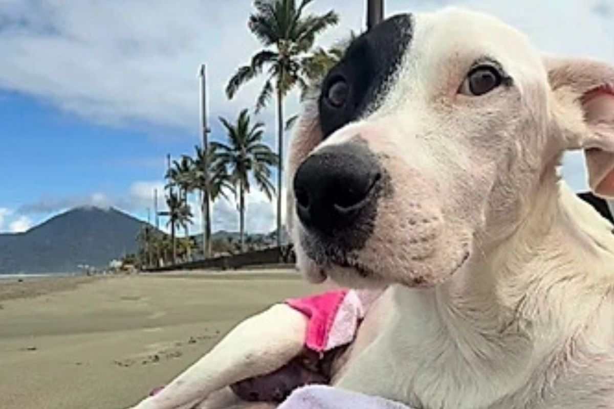 Zara, la cagnolina che ha visto il mare prima di morire