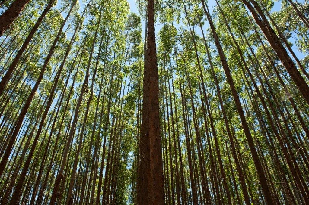Suzano registra lucro líquido de R$ 1,8 bilhão no 2º trimestre, queda de 64% em relação a 2025