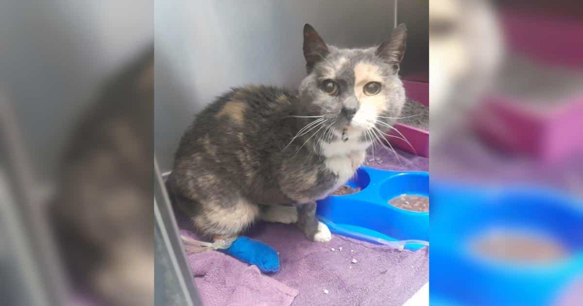 Mia, la gatta con tre zampe, cerca un posto dove appartenere dopo essere stata abbandonata