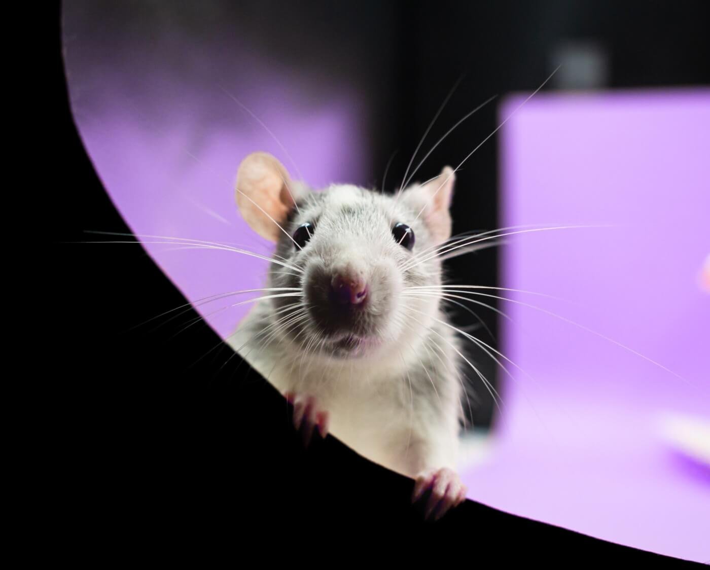 UMass Chan: ricercatore sottoposto a sanzioni per violazioni sull’uso degli animali