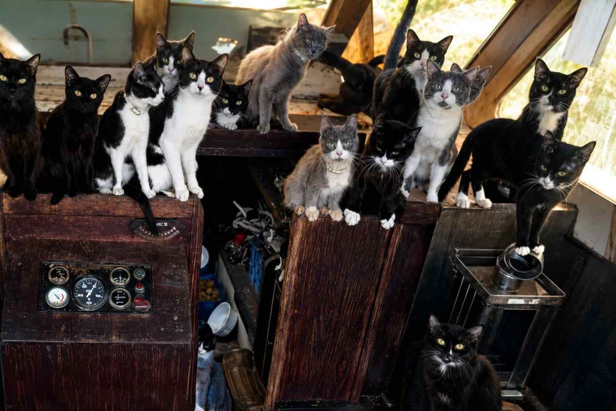 Gatti in barca abbandonata a Tacoma: soccorritori trovano oltre 50 animali in condizioni delicate