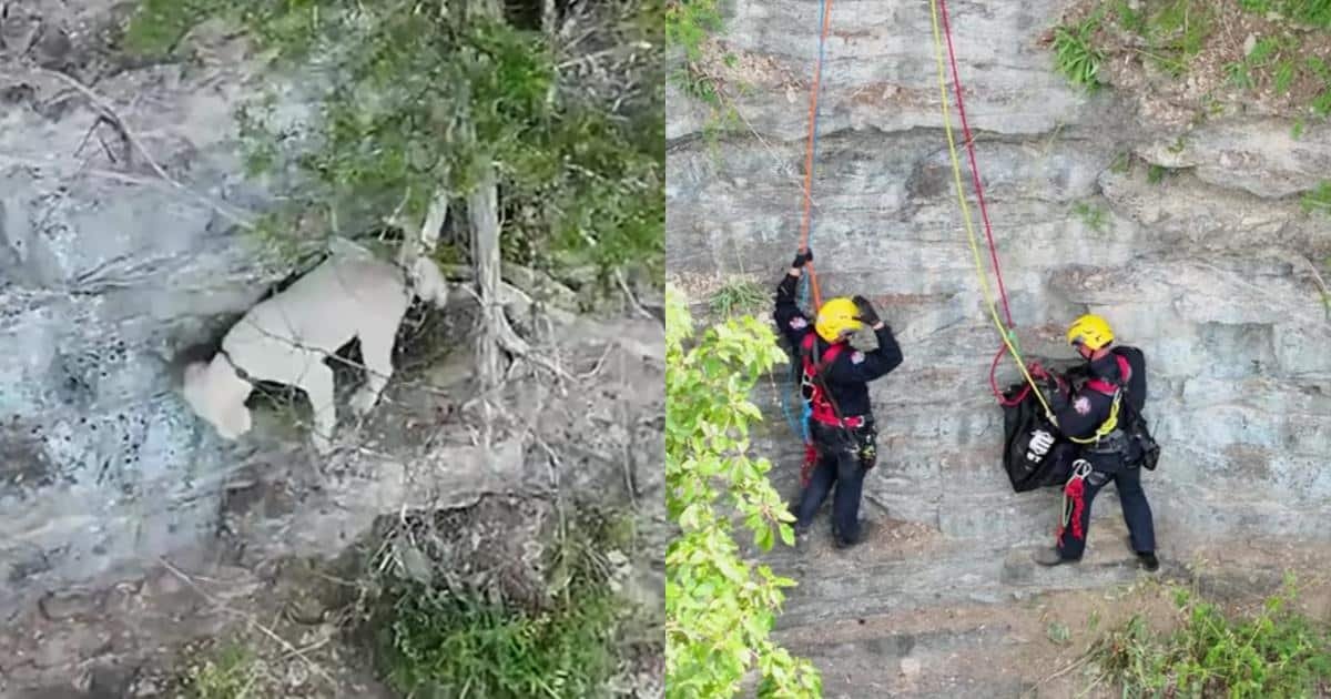 Un cane si salva dopo 17 ore di attesa su un ciglio di roccia