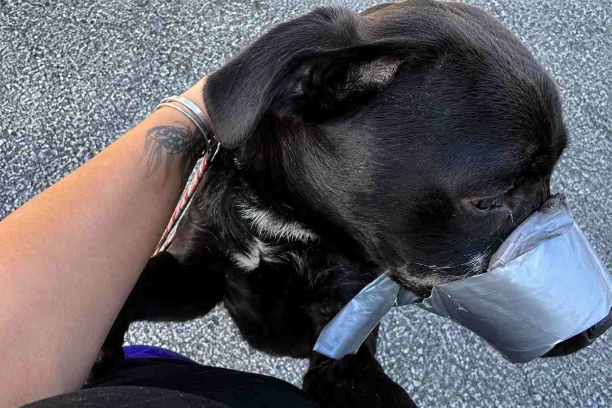 Cane trovato con il muso legato: salvati 16 animali in Florida
