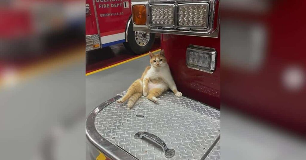 Un gatto straniero trova casa nel deposito dei pompieri e diventa parte della famiglia