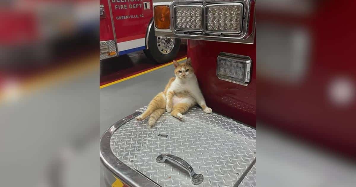 Un gatto straniero trova casa nel deposito dei pompieri e diventa parte della famiglia