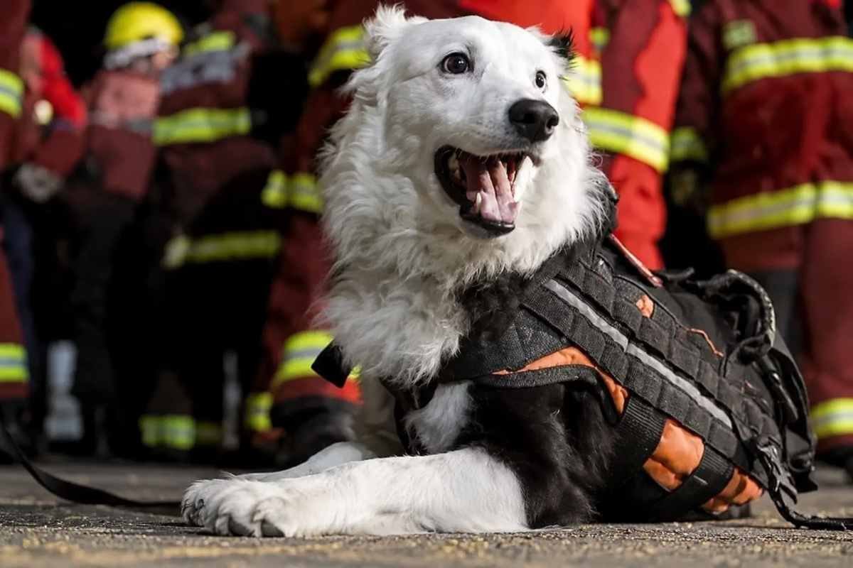 Tsunami, cane da soccorso ferito nel terremoto, continua a cercare i dispersi
