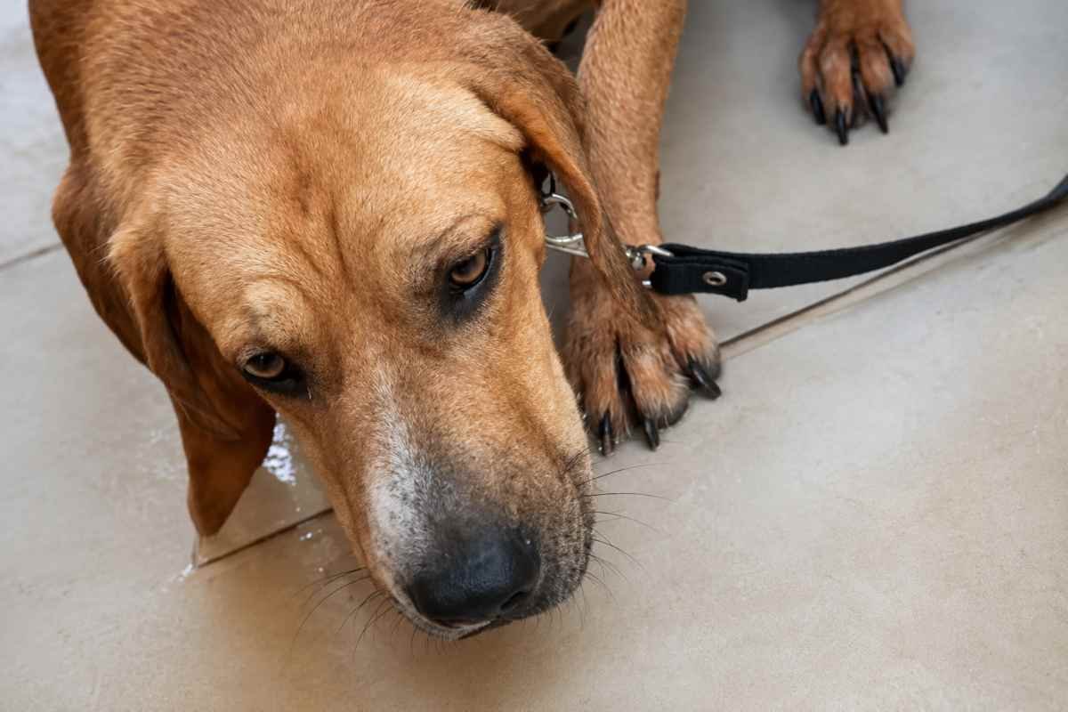 Courage, il cane traumatizzato, trova finalmente una famiglia che lo accetta per ciò che è