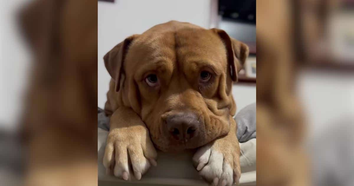 Wabby, un cane abbandonato per la sua taglia, trova una nuova famiglia dopo un viaggio di 14 ore