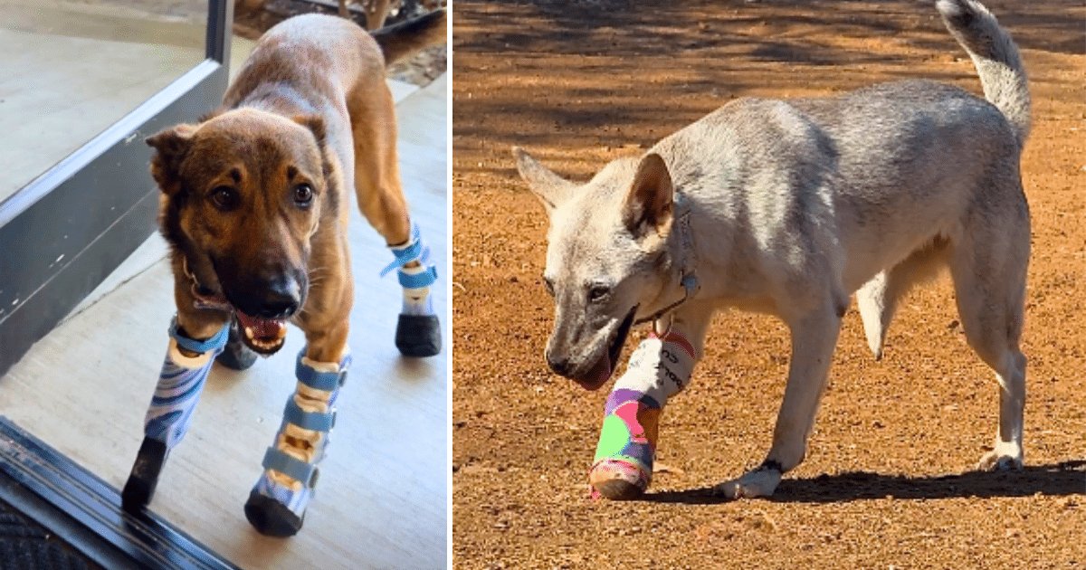 Brooke e Clifford, due cani resistenti, trovano nuova vita grazie al sostegno di un club di volontari