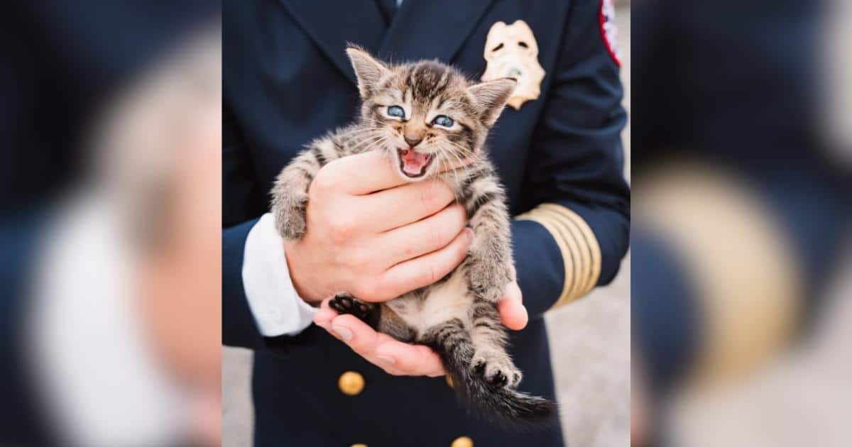 Un gattino si intrufola in una cerimonia di ricordo e trova un nuovo rifugio
