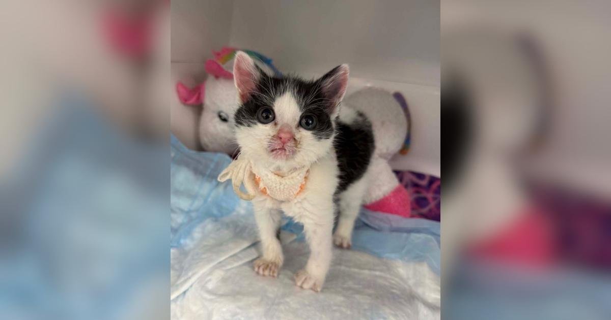 Bavarian Creme, il gattino con palato cleft mangia da solo dopo mesi di cure