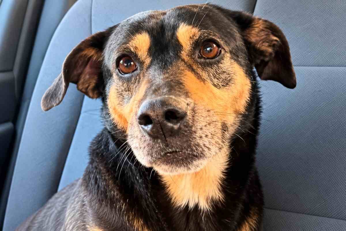Il cane Diego ha trovato una nuova famiglia dopo il suo gesto commosso sull’ambulanza