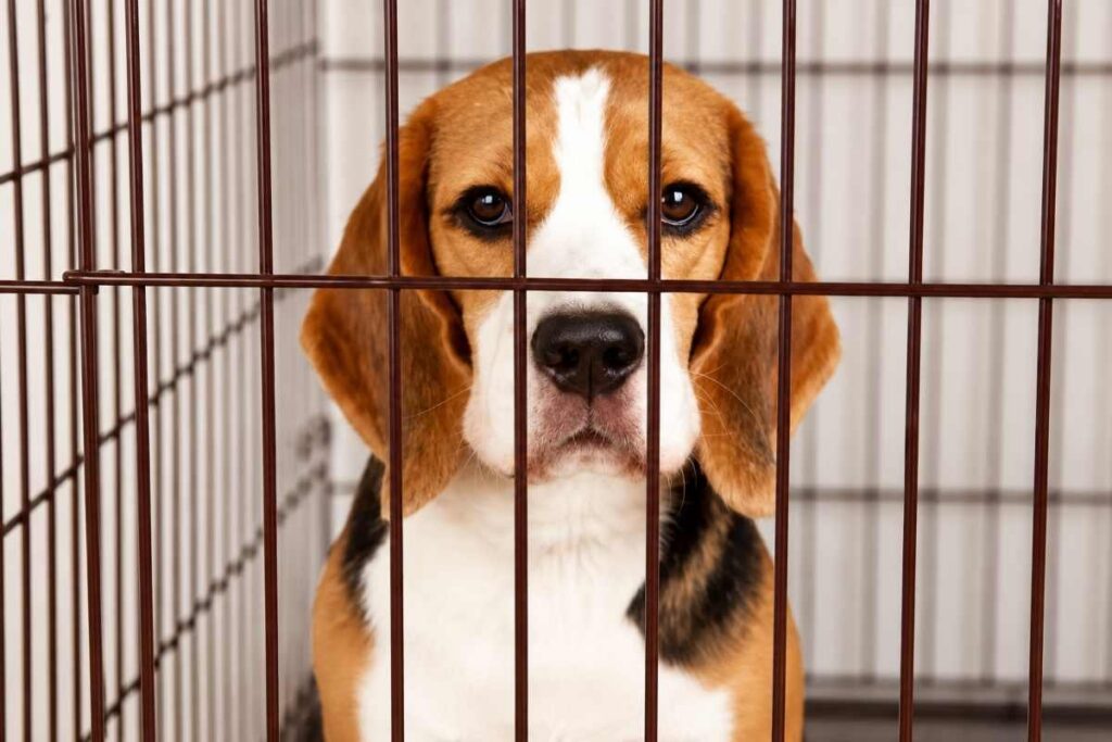 Otto Beagle liberati per sempre: la Cassazione conferma l’affidamento alla LAV