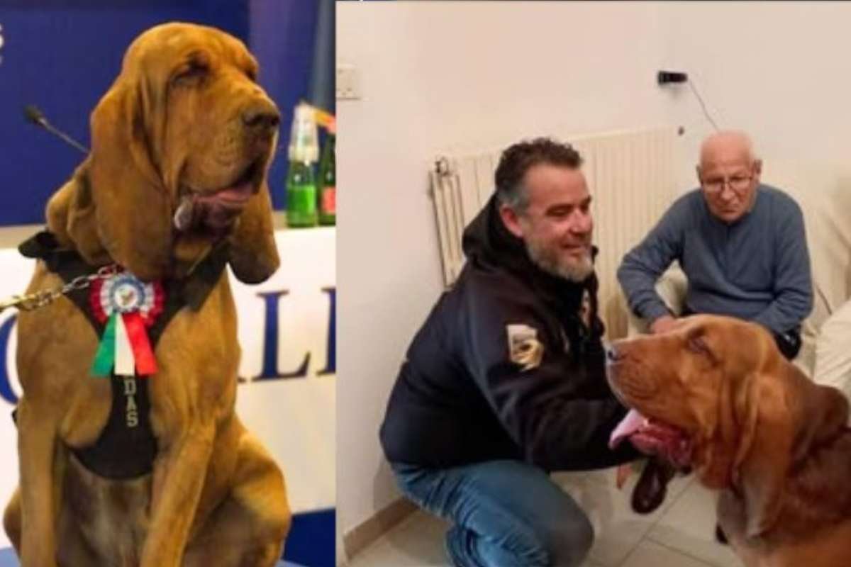 La morte di Bruno, il cane eroe, si rivela una simulazione: la Procura apre un nuovo fronte d’indagine