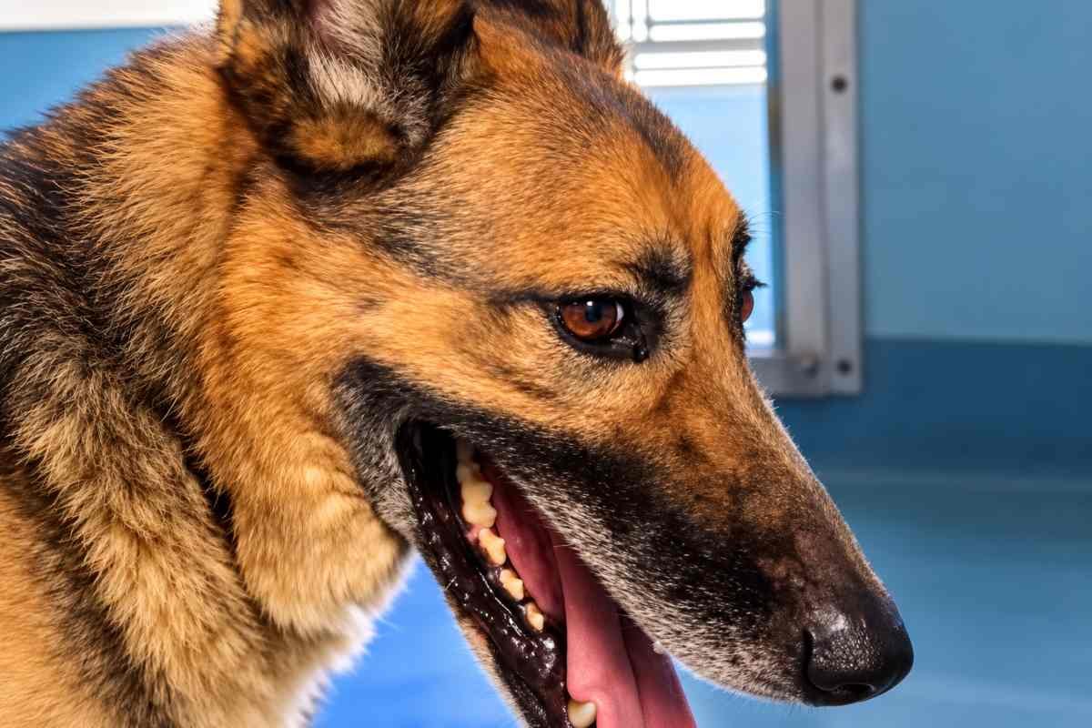 Odin, il pastore tedesco abbandonato, trova una nuova casa grazie a un video sui social