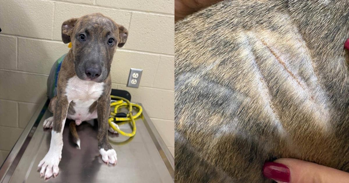 Un cucciolo con il nome scolpito nella pelliccia trova finalmente una famiglia