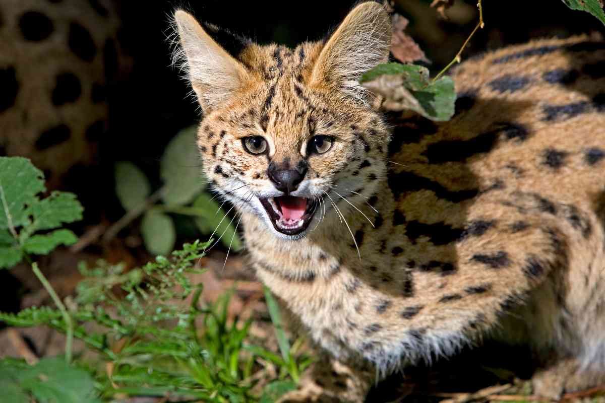 Sequestrati due serval nel Bresciano: la fauna selvatica in pericolo e il divieto di detenzione in Italia