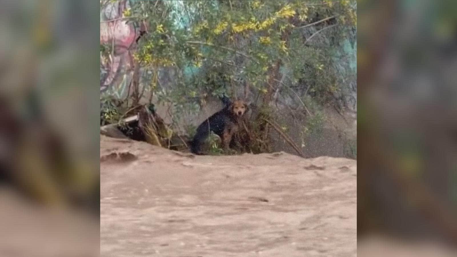 Morocho, il cane randagio salvato dopo ore in un fiume in Chile