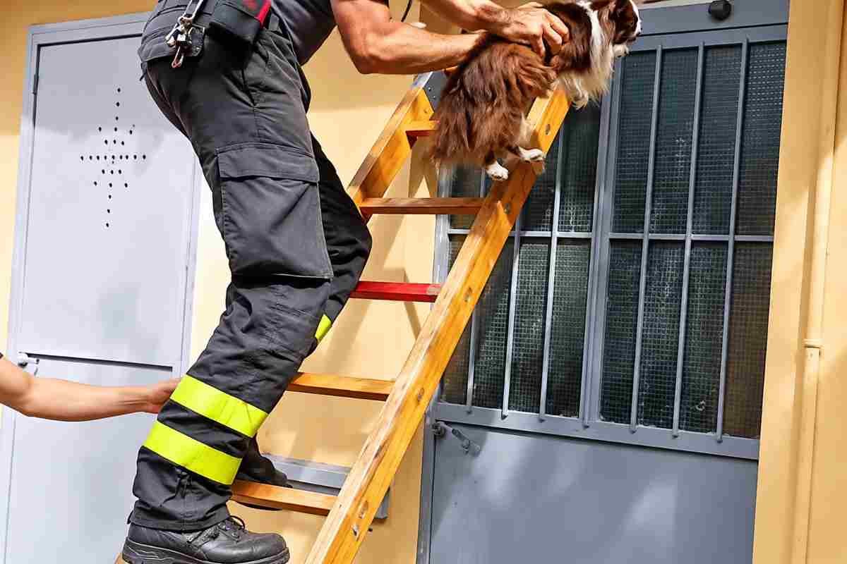 Il salvataggio di Cicci, il Chihuahua abbandonato in un deposito a Torino