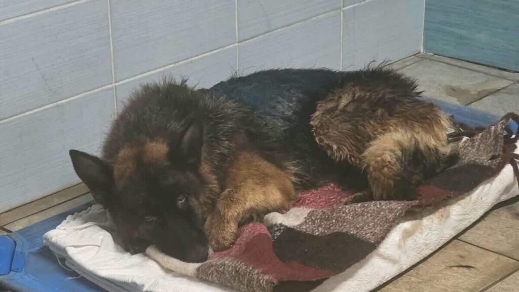 Cane trovato in fin di vita al cimitero di Nocera Inferiore salvato, proprietario indagato