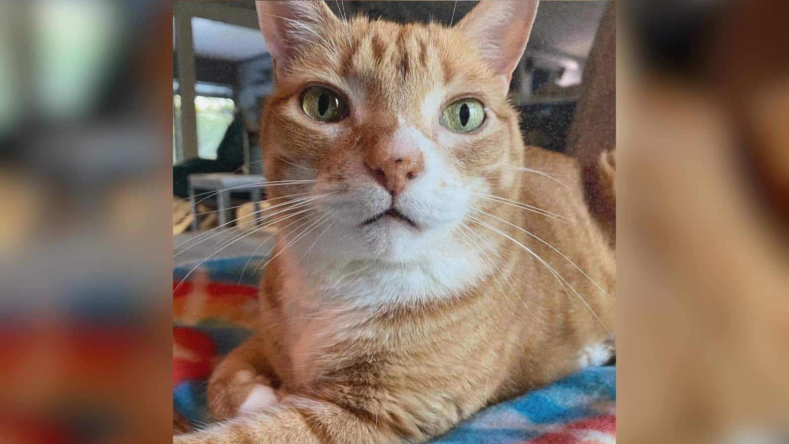 Marmalade, il gatto simbolo del legame tra due amici, lascia il mondo dopo 13 anni