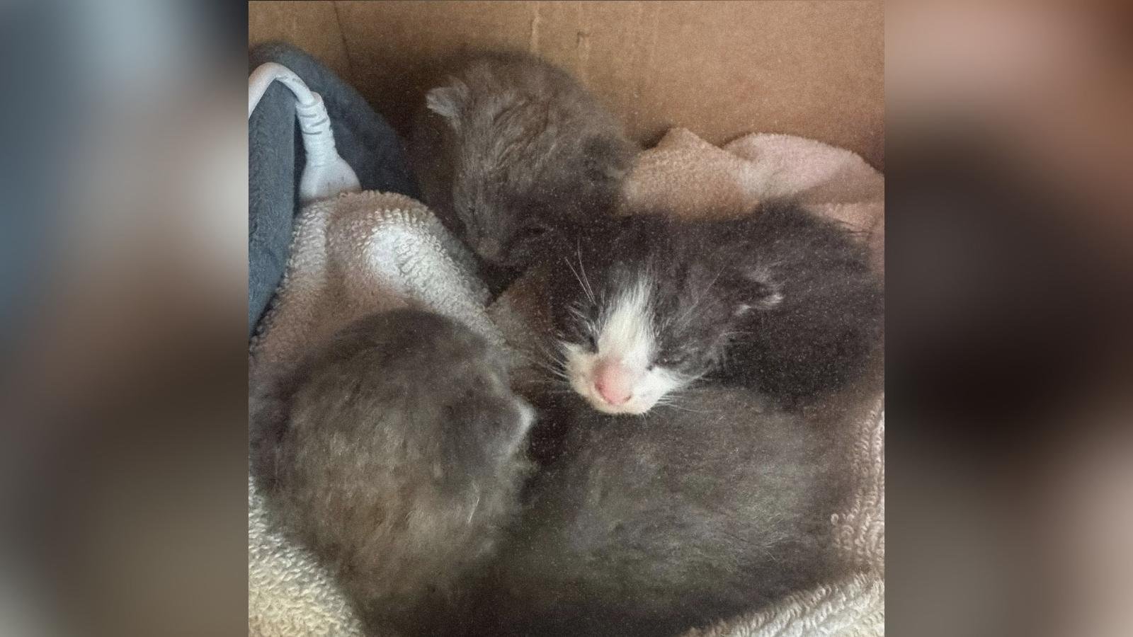 Tre gattini salvati da una tempesta iniziano a prendere il biberino