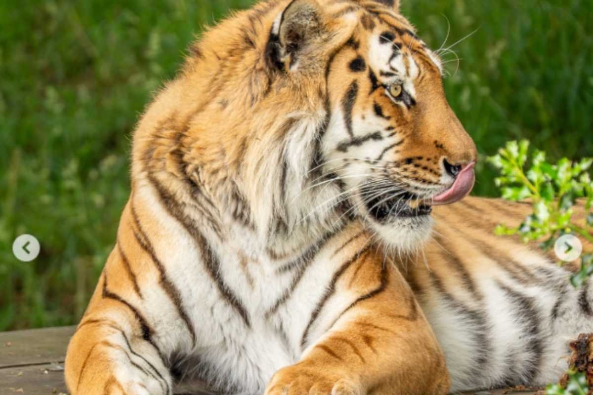 Uomo sbranato da tigre siberiana in Inghilterra: tragedia al parco di Doncaster