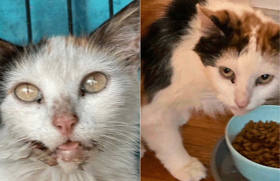 Lillian Rose, la gatta in difficoltà, finalmente mangia senza dolore grazie al sostegno
