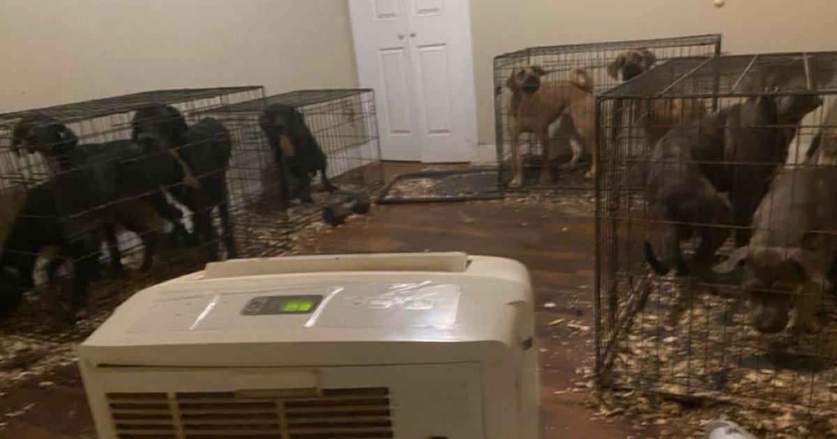 Proprietaria riscontra abuso su animali e denuncia situazione in appartamento