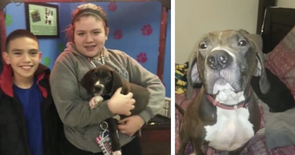 Una famiglia lotta per riavere il cane perso, ma il rifugio non concede il ritorno